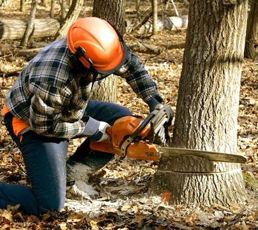 Tree Removal in Beverly, NJ